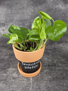 Epipremnum Global Green 12 cm